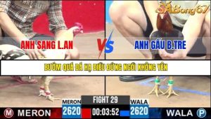 Trận 29 Bồ Gà C3 22/6/2025