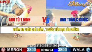 Trận 36 Bồ Gà C1 30/6/2025