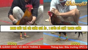 Trận 5 Bồ Gà CPC5 16/6/2025