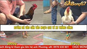 Trận 6 Bồ Gà CPC5 17/6/2025