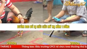 Trận 7 Bồ Gà C5 Ngày 27/6/2025