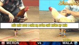 Trận 7 Bồ Gà CPC4 18/6/2025