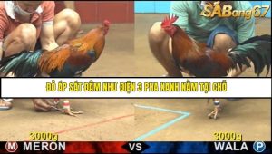 Trận 8 Bồ Gà CPC4 21/6/2025