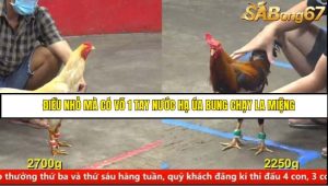Trận 8 Bồ Gà CPC5 16/6/2025