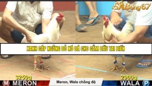 Trận 9 Bồ Gà CPC4 18/6/2025
