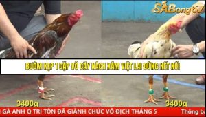 Trận 9 Bồ Gà CPC5 17/6/2025
