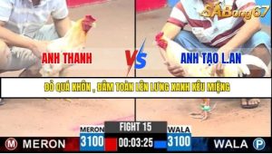 Trận 15 Bồ Gà C3 Ngày 31/7/2025
