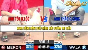 Trận 16 Bồ Gà C3 6/7/2025
