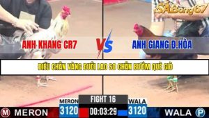 Trận 16 Bồ Gà C3 Ngày 31/7/2025