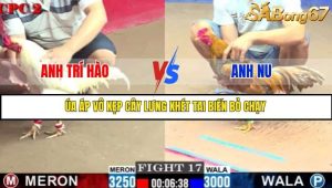 Trận 17 Bồ Gà C2 Ngày 27/7/2025