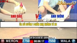 Trận 20 Bồ Gà C1 1/7/2025