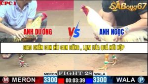 Trận 28 Bồ Gà C1 1/7/2025