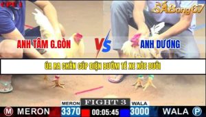 Trận 3 Bồ Gà C1 1/7/2025