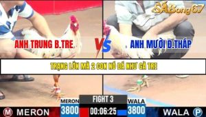 Trận 3 Bồ Gà C3 Ngày 30/7/2025