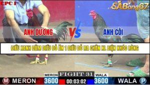 Trận 31 Bồ Gà C1 1/7/2025