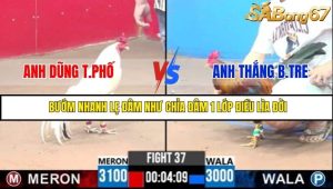 Trận 37 Bồ Gà C3 Ngày 31/7/2025