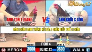 Trận 4 Bồ Gà C3 Ngày 30/7/2025