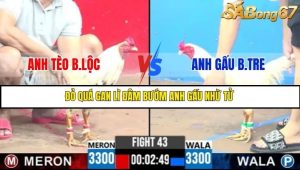 Trận 43 Bồ Gà C3 6/7/2025