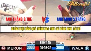 Trận 45 Bồ Gà C3 Ngày 31/7/2025