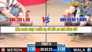Trận 6 Bồ Gà C3 Ngày 31/7/2025
