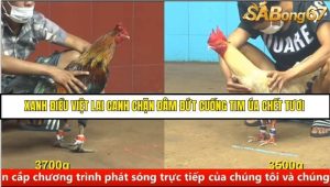 Trận 24 Bồ Gà C4 Ngày 20/8/2025