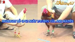 3 Trận Chồng Độ Bồ Gà C2 Ngày 1/8/2025