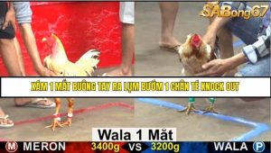 Trận 1 Bồ Gà C5 Ngày 20/8/2025