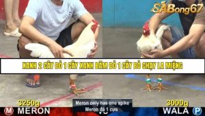 Trận 10 Bồ Gà C5 Ngày 11/8/2025