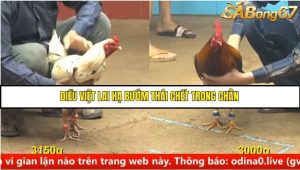 Trận 11 Bồ Gà C4 Ngày 20/8/2025