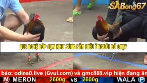 Trận 11 Bồ Gà C5 Ngày 20/8/2025