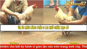 Trận 12 Bồ Gà C4 Ngày 19/8/2025