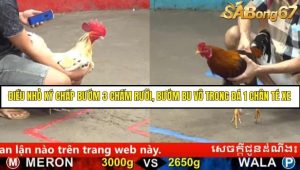 Trận 12 Bồ Gà C5 Ngày 19/8/2025
