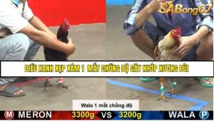 Trận 12 Bồ Gà C5 Ngày 20/8/2025