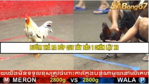 Trận 13 Bồ Gà C5 Ngày 19/8/2025
