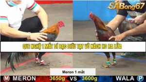 Trận 13 Bồ Gà C5 Ngày 20/8/2025