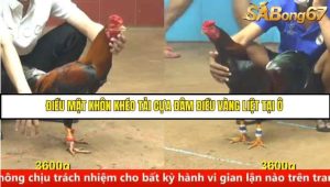 Trận 14 Bồ Gà C4 Ngày 20/8/2025