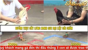 Trận 14 Bồ Gà C5 Ngày 11/8/2025
