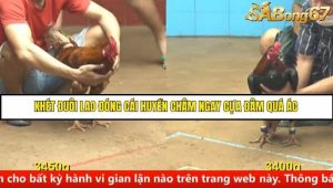 Trận 16 Bồ Gà C4 Ngày 19/8/2025
