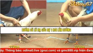 Trận 17 Bồ Gà C4 Ngày 19/8/2025