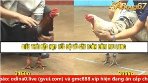 Trận 18 Bồ Gà C4 Ngày 19/8/2025