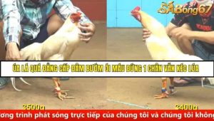 Trận 18 Bồ Gà C4 Ngày 20/8/2025