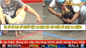 Trận 18 Bồ Gà C5 Ngày 20/8/2025