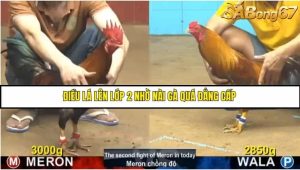 Trận 19 Bồ Gà C4 Ngày 20/8/2025