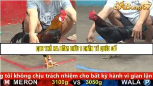 Trận 2 Bồ Gà C5 Ngày 19/8/2025