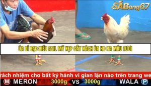 Trận 2 Bồ Gà C5 Ngày 20/8/2025