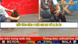 Trận 20 Bồ Gà C5 Ngày 20/8/2025