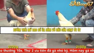 Trận 21 Bồ Gà C5 Ngày 11/8/2025