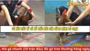 Trận 22 Bồ Gà C5 Ngày 11/8/2025