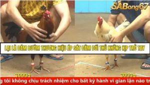 Trận 24 Bồ Gà C4 Ngày 19/8/2025