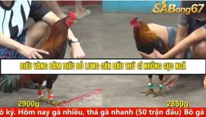 Trận 25 Bồ Gà C5 Ngày 11/8/2025